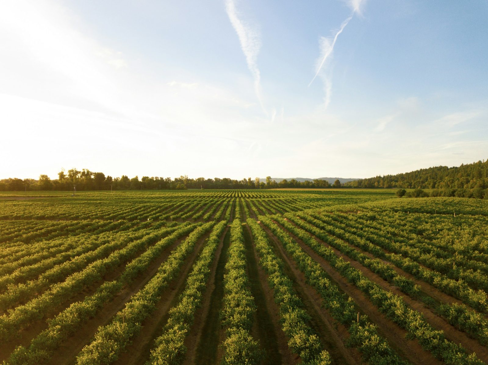 Rows of green crops running to the horizon at sunset